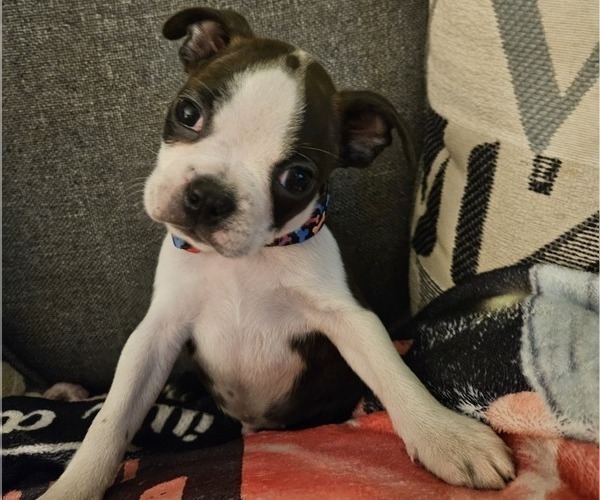 Medium Photo #7 Boston Terrier Puppy For Sale in ABILENE, TX, USA