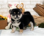 Small Photo #10 Shiba Inu Puppy For Sale in LOS ANGELES, CA, USA