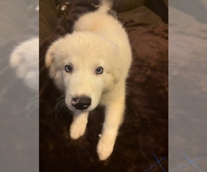 Huskimo Puppy for sale in STATEN ISLAND, NY, USA