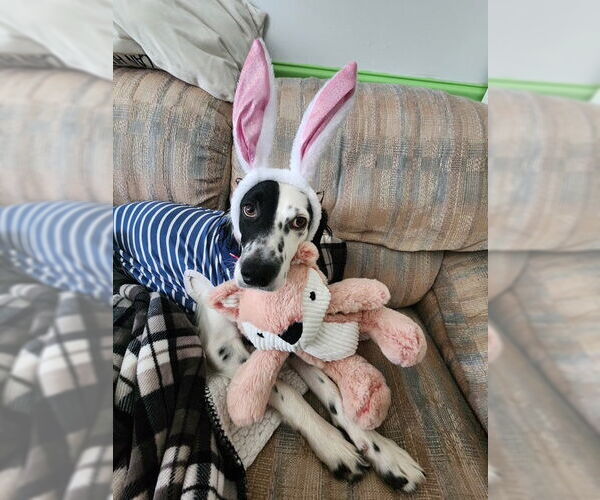 Medium Photo #4 Brittany-Unknown Mix Puppy For Sale in Curwensville, PA, USA
