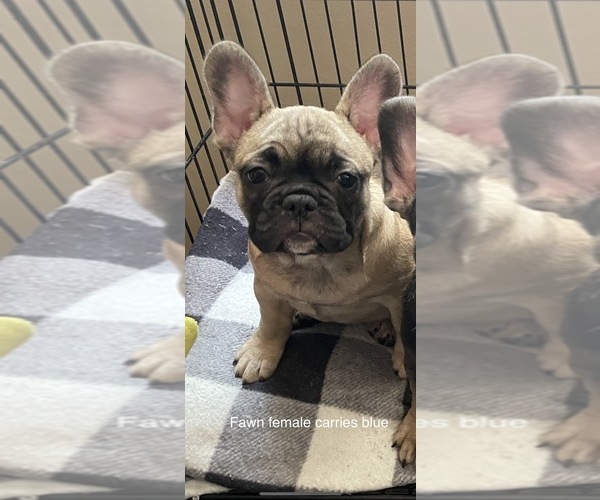 Medium Photo #2 French Bulldog Puppy For Sale in TYLER, TX, USA