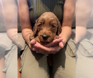 Goldendoodle Puppy for sale in RIALTO, CA, USA