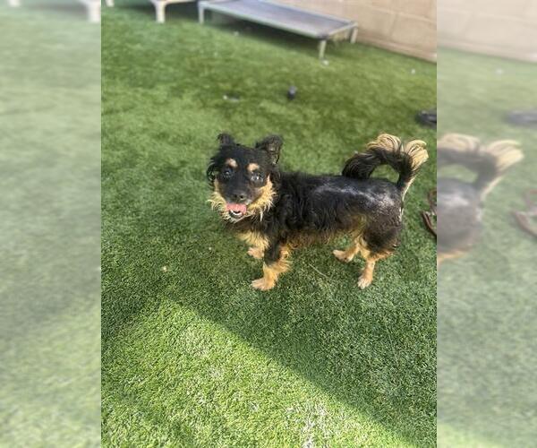 Medium Photo #1 Chihuahua Puppy For Sale in Orange, CA, USA