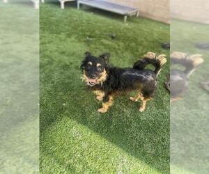 Chihuahua Dogs for adoption in Orange, CA, USA