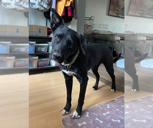 Border Collie Dogs for adoption in Salt Lake City, UT, USA