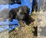 Small #2 German Shepherd Dog