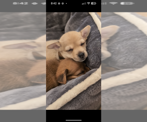 Medium Photo #3 Chiweenie Puppy For Sale in Raleigh, NC, USA
