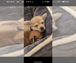 Small #2 Chiweenie