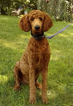 Medium Photo #1 Australian Labradoodle-Poodle (Standard) Mix Puppy For Sale in WILSON, CT, USA