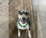 Small Australian Shepherd Mix
