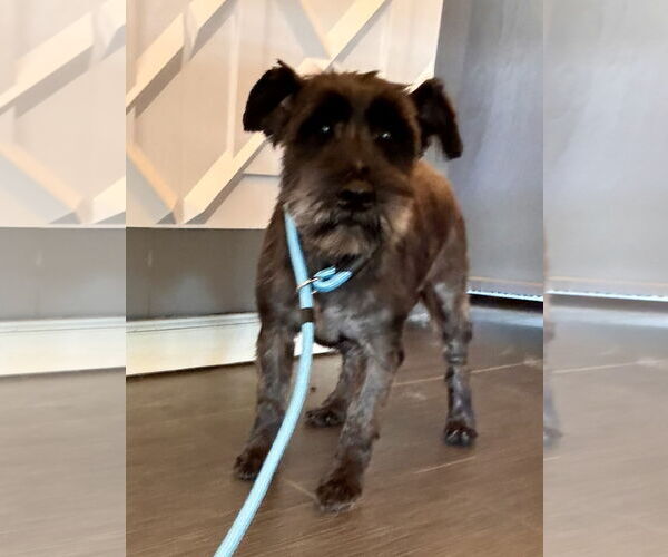 Medium Photo #2 Mutt Puppy For Sale in Newport Beach, CA, USA