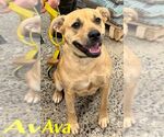 Small Photo #4 Mutt Puppy For Sale in pomfret, CT, USA