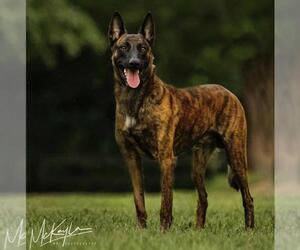 Father of the Dutch Shepherd Dog puppies born on 01/08/2023