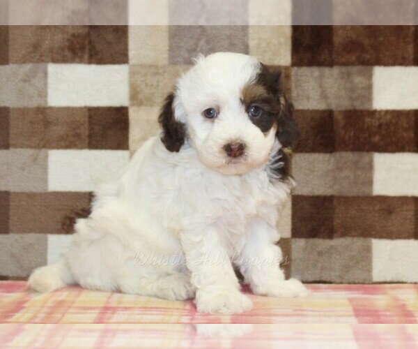 Medium Photo #4 Bernedoodle (Miniature) Puppy For Sale in DENVER, PA, USA