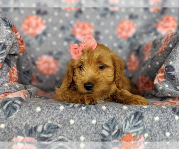 Medium Photo #6 Goldendoodle Puppy For Sale in KIRKWOOD, PA, USA