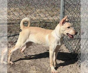 Labrador Retriever-Unknown Mix Dogs for adoption in Conroe, TX, USA