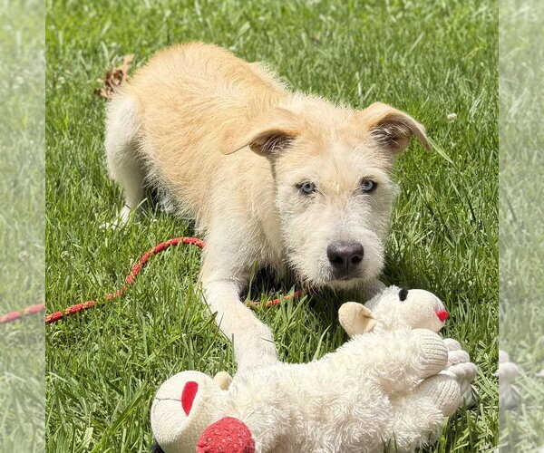 Medium Photo #3 Border Terrier Puppy For Sale in Yardley, PA, USA