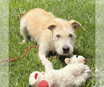 Small #2 Border Terrier