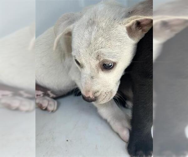 Medium Photo #1 American Pit Bull Terrier-Unknown Mix Puppy For Sale in Houston, TX, USA