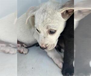 American Pit Bull Terrier-Unknown Mix Dogs for adoption in Houston, TX, USA