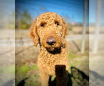 Small #3 Poodle (Standard) Mix