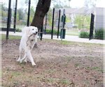Small Photo #11 Great Pyrenees Puppy For Sale in Spring, TX, USA