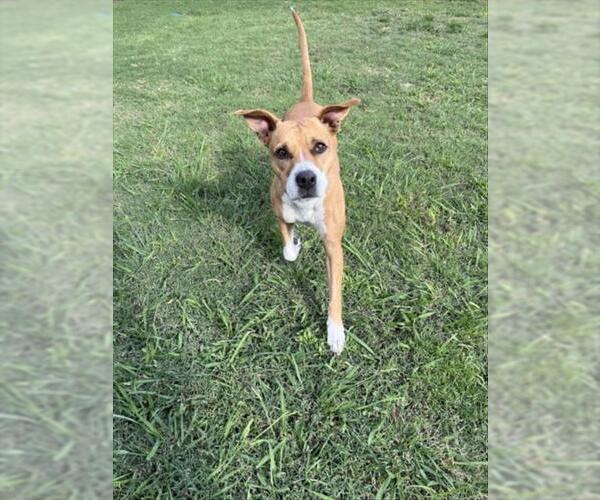 Medium Photo #2 Boxer-Unknown Mix Puppy For Sale in Plano, TX, USA