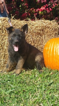 Medium Photo #1 German Shepherd Dog Puppy For Sale in GLADE SPRING, VA, USA