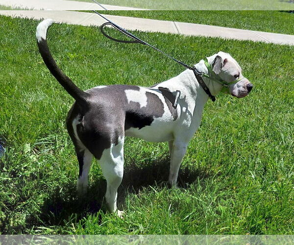 Medium Photo #9 American Pit Bull Terrier-Unknown Mix Puppy For Sale in Germantown, OH, USA