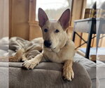 Small #1 Mutt