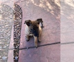 Small Photo #9 Belgian Malinois Puppy For Sale in SAINT GEORGE, UT, USA