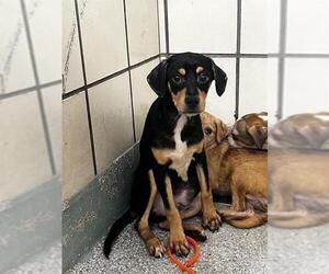 Chihuahua-Unknown Mix Dogs for adoption in Pasadena, TX, USA