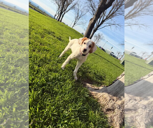 Medium Photo #4 Border Collie-Brittany Mix Puppy For Sale in Curwensville, PA, USA