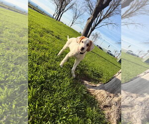 NV/Winter (Winnie) - Female Border Collie-Brittany Mix Dog for Adoption - Photo #4