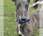 VOODOO CLAM - Female Greyhound Dog for Adoption - Small photo