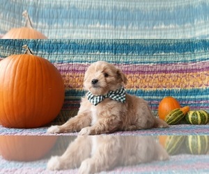 Pookimo Puppy for sale in LANCASTER, PA, USA