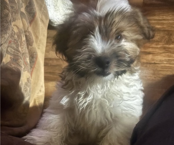 Medium Photo #3 Shorkie Tzu Puppy For Sale in CENTRALIA, IL, USA