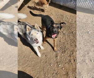Buster - Male German Shepherd Dog-Staffordshire Bull Terrier Mix Dog for Adoption - Photo #4