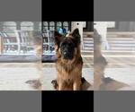 Small Photo #207 German Shepherd Dog Puppy For Sale in LA FAYETTE, NY, USA