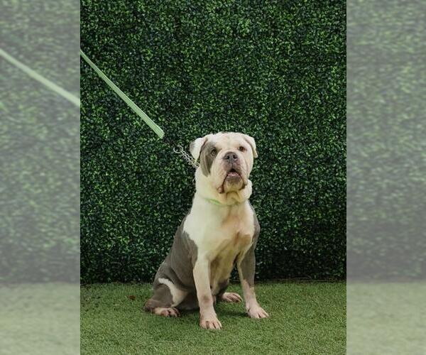 Medium Photo #1 Bulldog Puppy For Sale in Naples, FL, USA