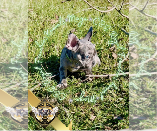 Medium Photo #1 French Bulldog Puppy For Sale in ATHENS, GA, USA