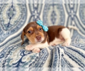 Beagle Puppy for sale in LAKELAND, FL, USA