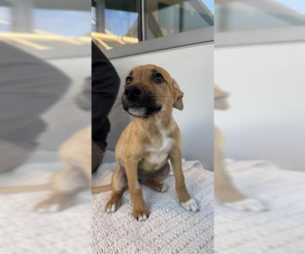 Medium Photo #1 German Shepherd Dog-Unknown Mix Puppy For Sale in San Martin, CA, USA