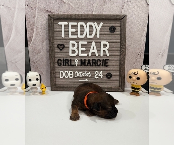 Medium Photo #2 Zuchon Puppy For Sale in NEW YORK MILLS, MN, USA