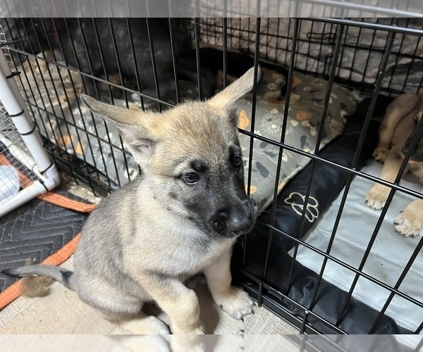 Medium Photo #8 Dutch Shepherd Dog-German Shepherd Dog Mix Puppy For Sale in MENIFEE, CA, USA