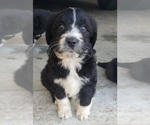 Small Photo #18 Aussiedoodle Puppy For Sale in DOWELLTOWN, TN, USA