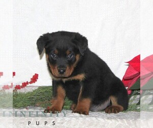 Rottweiler Puppy for sale in RISING SUN, MD, USA