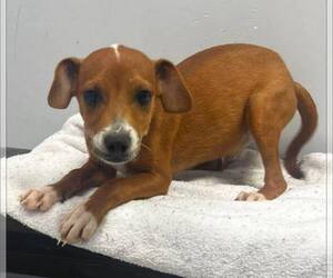 Mutt Dogs for adoption in Pryor, OK, USA