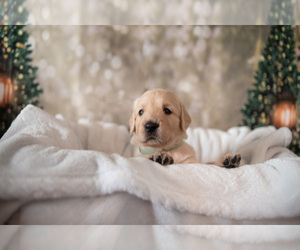 Golden Retriever Puppy for sale in WIMAUMA, FL, USA