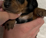 Small Photo #41 Black and Tan Coonhound-Bluetick Coonhound Mix Puppy For Sale in OAK HILLS, CA, USA